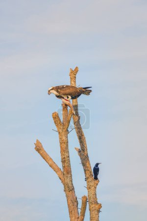 Photo for Western Osprey Eating Fish in Dead Tree with a Small Black Bird Below - Royalty Free Image