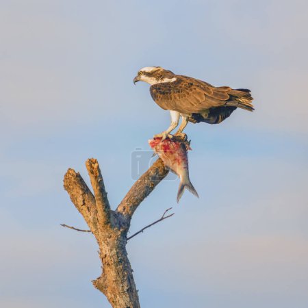 Photo for Western Osprey proudly holding a Bloody Fish on top of a Dead Tree - Royalty Free Image