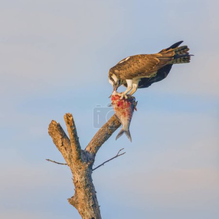 Photo for Osprey Pulling Apart a bloody Fish on top of a Dead Tree - Royalty Free Image
