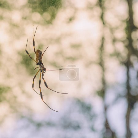 Téléchargez les photos : Macro de la vue latérale de Golden Orb Weaver Araignée suspendue dans une toile - en image libre de droit