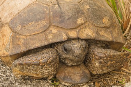 Photo for Close-up of a Gopher Tortoise Sitting on the side of Road - Royalty Free Image