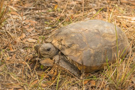 Photo for Close-up of a Wild Gopher Tortoise Sitting in the Grass - Royalty Free Image