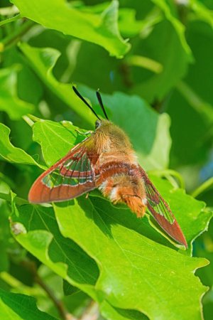 Photo for Macro of the back of a clearwing moth sitting on a leaf - Royalty Free Image