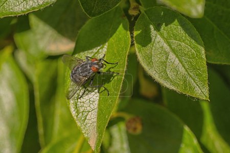 Photo for Macro of a flesh fly sitting on a leaf, red eyes. - Royalty Free Image