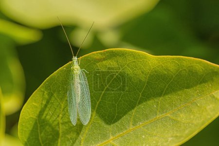 Photo for Macro of a Lace Wing sitting on leaf in the sunshine. - Royalty Free Image