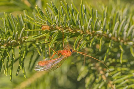 Photo for Macro of Red Ichneumon Wasp sitting on pine needles - Royalty Free Image
