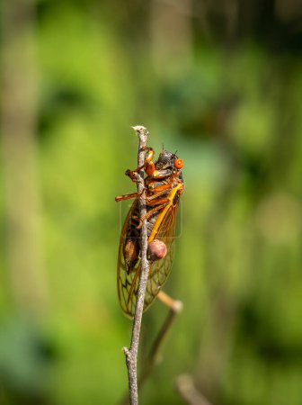 Periodical cicadas in the sunlight.  Northern Illinois, USA.