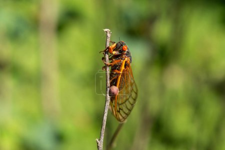 Periodical cicadas in the sunlight.  Northern Illinois, USA.