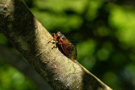 Photo for Periodical cicadas in the sunlight.  Northern Illinois, USA. - Royalty Free Image