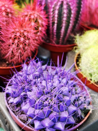 Gros plan d'un cactus violet vibrant avec des épines frappantes, mettant en valeur sa texture et sa couleur uniques. Parfait pour les amateurs de succulentes et les affichages de plantes colorées.