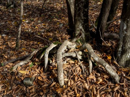 Photo for Strange tree roots in  Hoia Baciu forest, one of the most haunted forest in the world in  Cluj-Napoca, Transylvania, Romania - Royalty Free Image