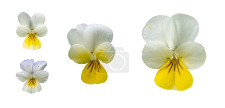Viola arvensis flowers isolated on white background. 