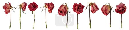 Dried red roses isolated on white background.
