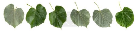 Téléchargez les photos : Macro photographie avec feuilles de tilleul isolées sur fond blanc. - en image libre de droit