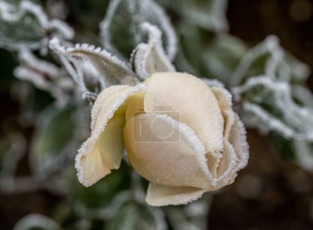 Téléchargez les photos : Une rose congelée dans des cristaux de givre sur un fond de mise au point sélective très doux. Frosty fond du matin. - en image libre de droit