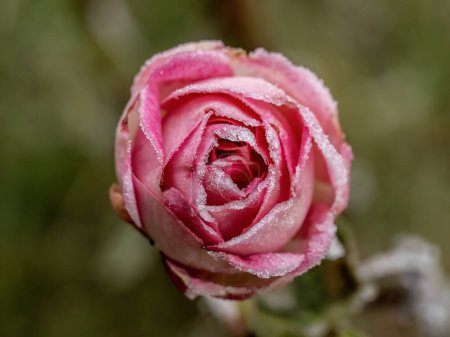 Téléchargez les photos : Une rose congelée dans des cristaux de givre sur un fond de mise au point sélective très doux. Frosty fond du matin. - en image libre de droit