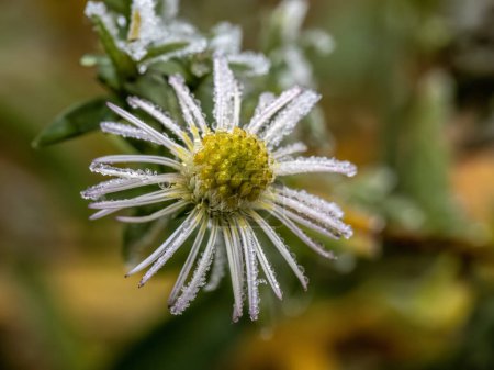 Téléchargez les photos : Fleur de symphyotrichum puniceum congelée sur fond de foyer sélectif très doux. Frosty fond du matin. - en image libre de droit