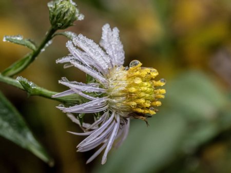 Téléchargez les photos : Fleur de symphyotrichum puniceum congelée sur fond de foyer sélectif très doux. Frosty fond du matin. - en image libre de droit