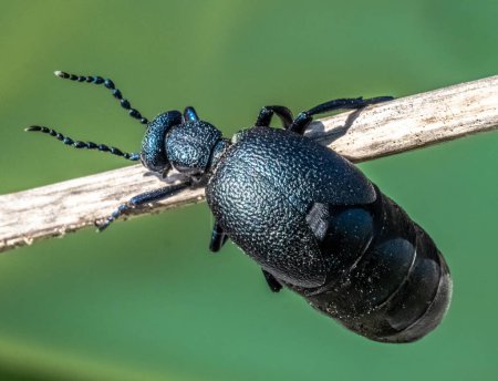 European oil beetle ( Meloe proscarabaeus ) view