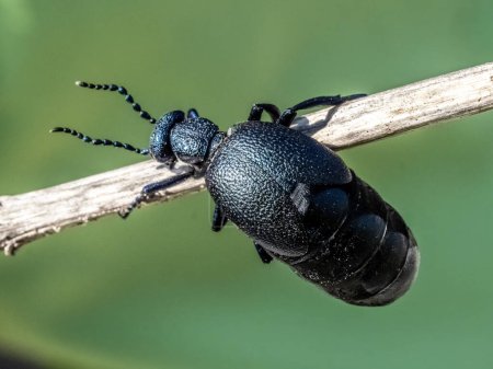 European oil beetle ( Meloe proscarabaeus ) view