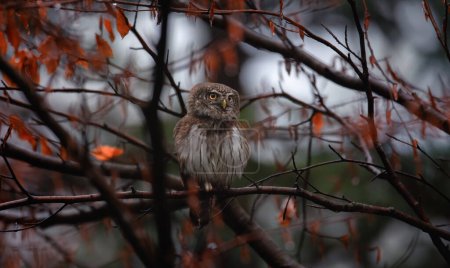 Photo for Glaucidium passerinum sits on a branch at night and looks at the prey, the best photo - Royalty Free Image