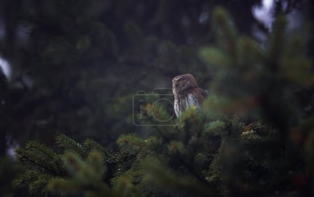 Photo for Glaucidium passerinum sits on a branch at night and looks at the prey, the best photo - Royalty Free Image