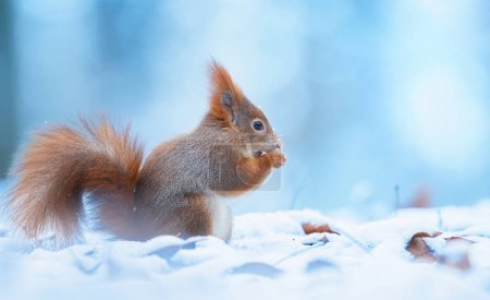 Eichhörnchen, das im Winter in einem Baum sitzt und Nahrung sucht, das beste Foto.