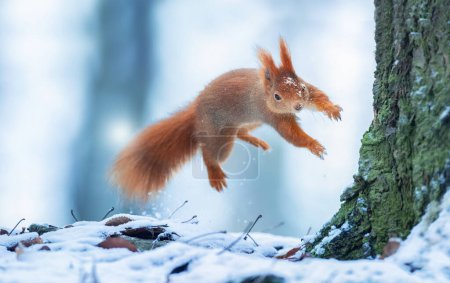 Photo for Flying squirrel jumps from tree to tree, the best photo. - Royalty Free Image
