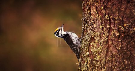 Three toed woodpecker Picoides tridactylus on a tree looking for foods, the best photo.