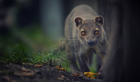 Photo for Rare fosa Cryptoprocta ferox running and looking around for food, the best photo. - Royalty Free Image