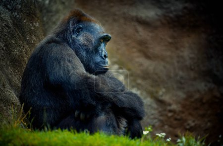 Photo for Gorilla happily sitting on the grass and thinking, the best photo. - Royalty Free Image