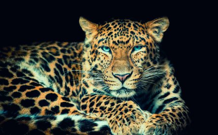 Foto de Norte de China leopardo Panthera pardus japonensis fondo negro, la mejor foto. - Imagen libre de derechos