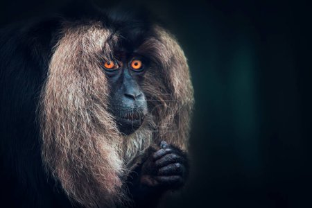Photo for Macaca silenus looks thoughtfully at each other in a dark background, the best photo - Royalty Free Image