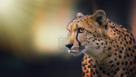 Photo for The rare gepard Acinonyx jubatus hunts for prey quietly and watches, the best photo. - Royalty Free Image