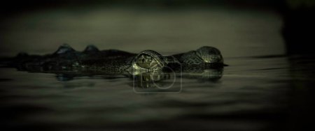 Photo for Gavials crocodile eye protrude above the surface of the river, the best photo. - Royalty Free Image