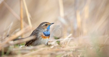 White spotted bluethroat Luscinia svecica cyanecula sitting on a frosty day on frosted ground, the best photo.