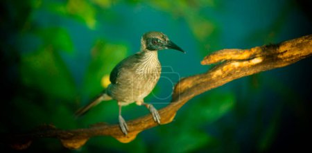 Photo for Philemon buceroides sitting on tree branch on green bokeh background, the best photo. - Royalty Free Image