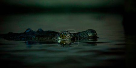 Photo for Gavials crocodile eye protrude above the surface of the river, the best photo. - Royalty Free Image