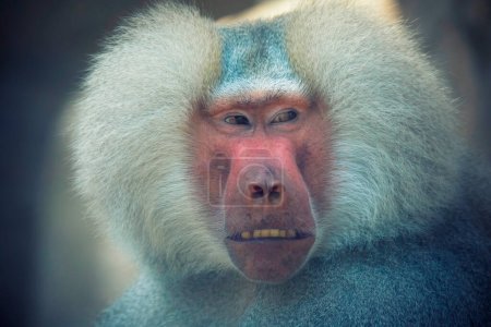 Photo for The baboon looks around and observes the surroundings, the best photo. - Royalty Free Image