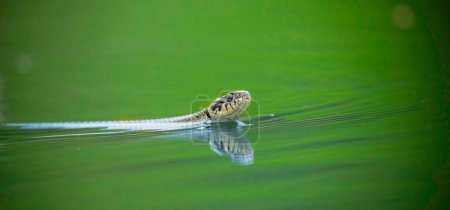 The grass snake Natrix natrix swims on the surface of the water and looks for food, the best photo.