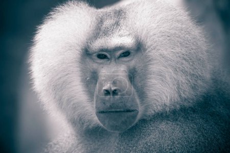 Photo for The baboon looks around and observes the surroundings, the best photo. - Royalty Free Image