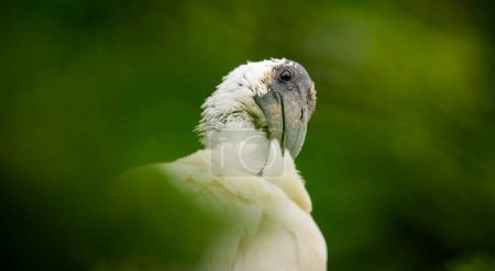 Photo for Ibis Eudocimus albus looks around for food, the best photo. - Royalty Free Image
