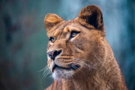 Foto de El león de depredador bereber cara nad peligroso vista, la mejor foto - Imagen libre de derechos