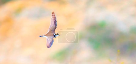 Photo for Charadrius dubius little ringed plover in natural habitat, the best photo. - Royalty Free Image