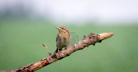 Photo for Wryneck Jynx torquilla sits on a branch and attracts a female, the best photo. - Royalty Free Image