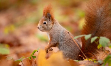 schöne Eichhörnchen sitzt in den Blättern und hält eine Nuss, die Wetten Foto.