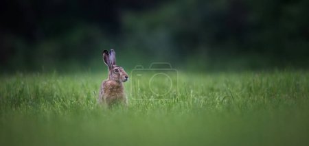 Photo for The hare sits in the grass and observes the surroundings, the best photo. - Royalty Free Image