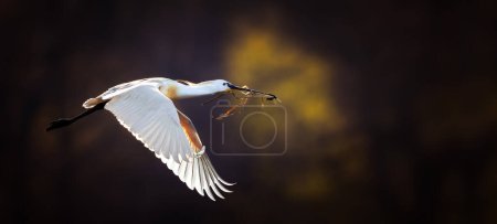 Foto de Guirnalda euroasiática Platalea leucorodia aterriza volando bajo la maravillosa luz del sol poniente, la mejor foto. - Imagen libre de derechos