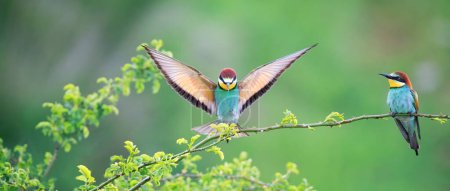 European bee-eater flies and hunting a bumblebee and makes an angel, the best pohoto