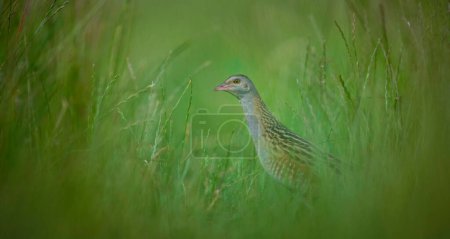 Photo for Crex crex hides in the grass and cautiously peeks out, the best photo. - Royalty Free Image